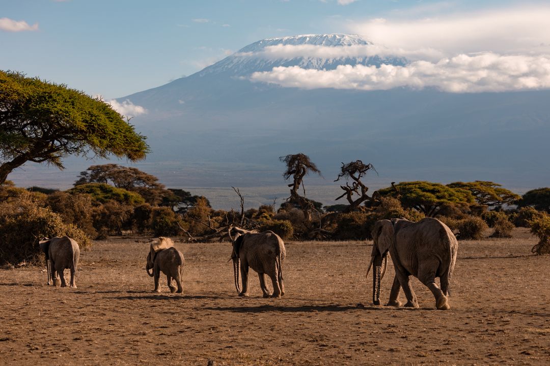 Slonovi pod Kilimandžarom – Afrika