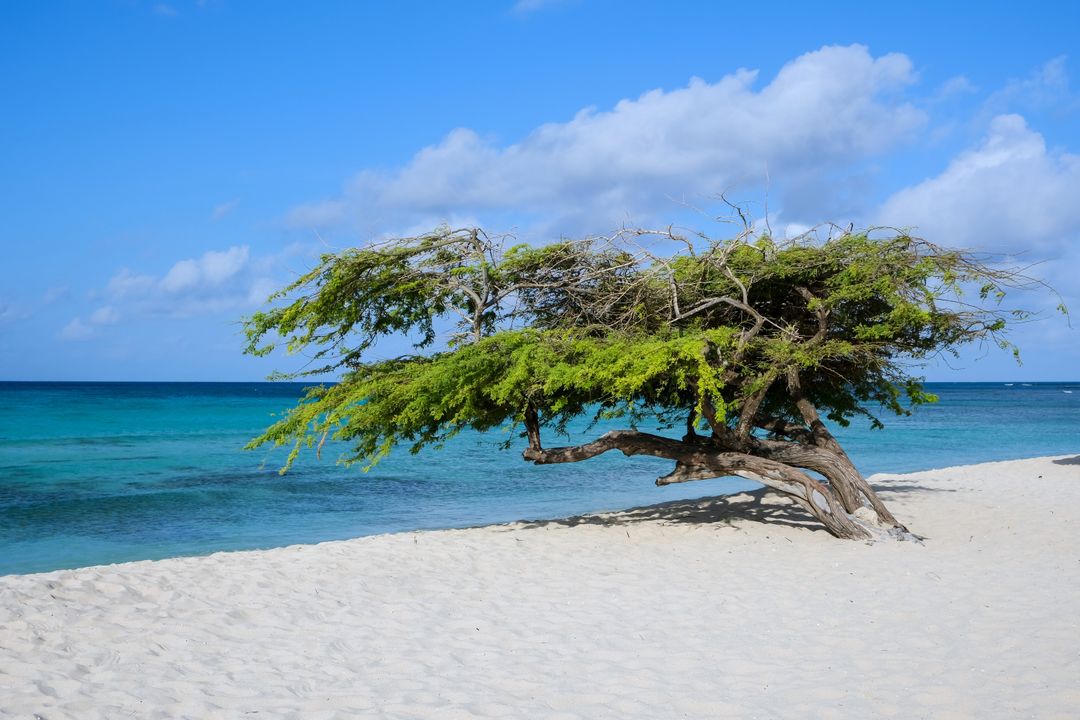 Divi-divi drvo, plaža Eagle – Aruba