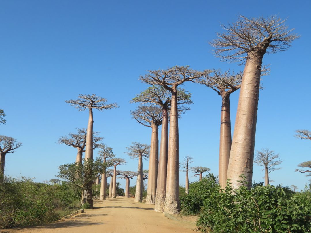 Aleja baobaba – Madagaskar