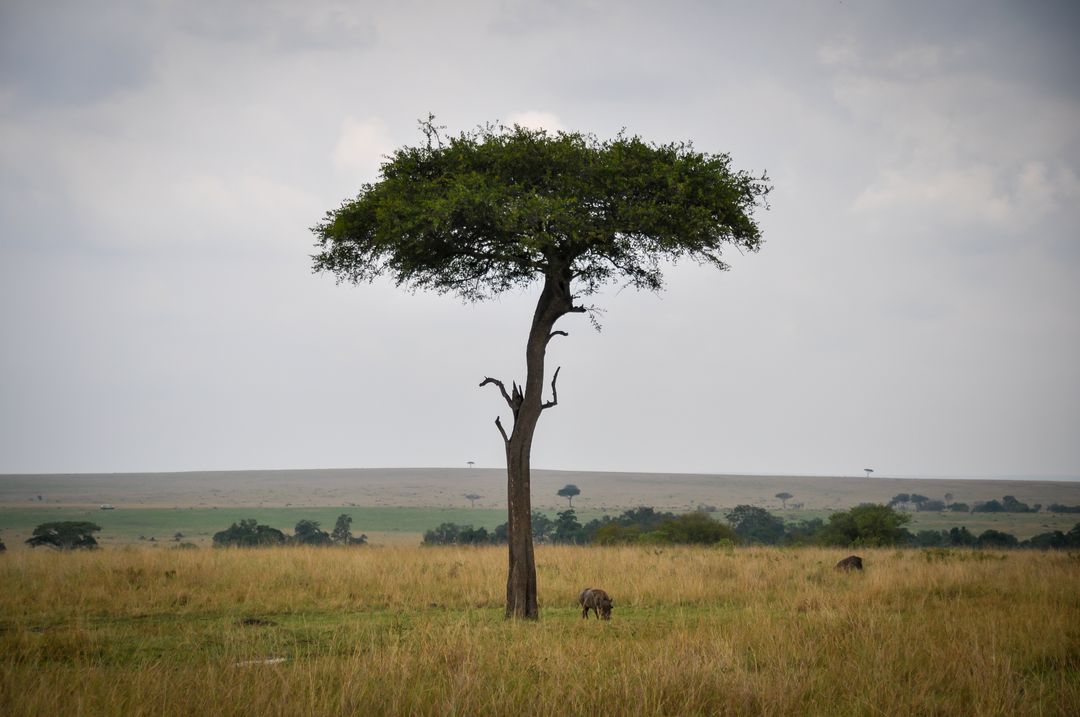 Afrička savana – Južni Sudan