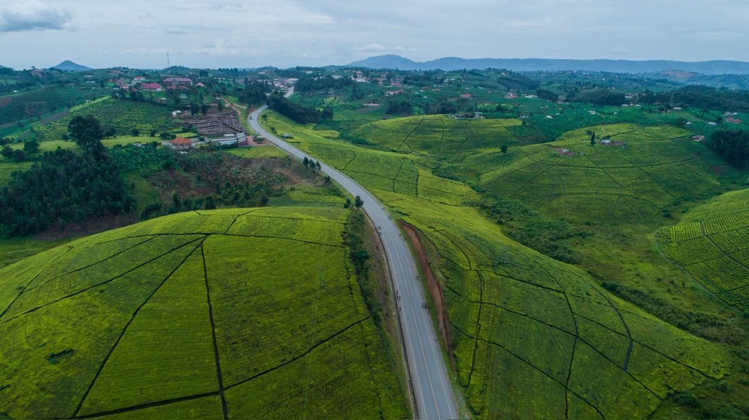 Plantaže čaja, Uganda – Uganda